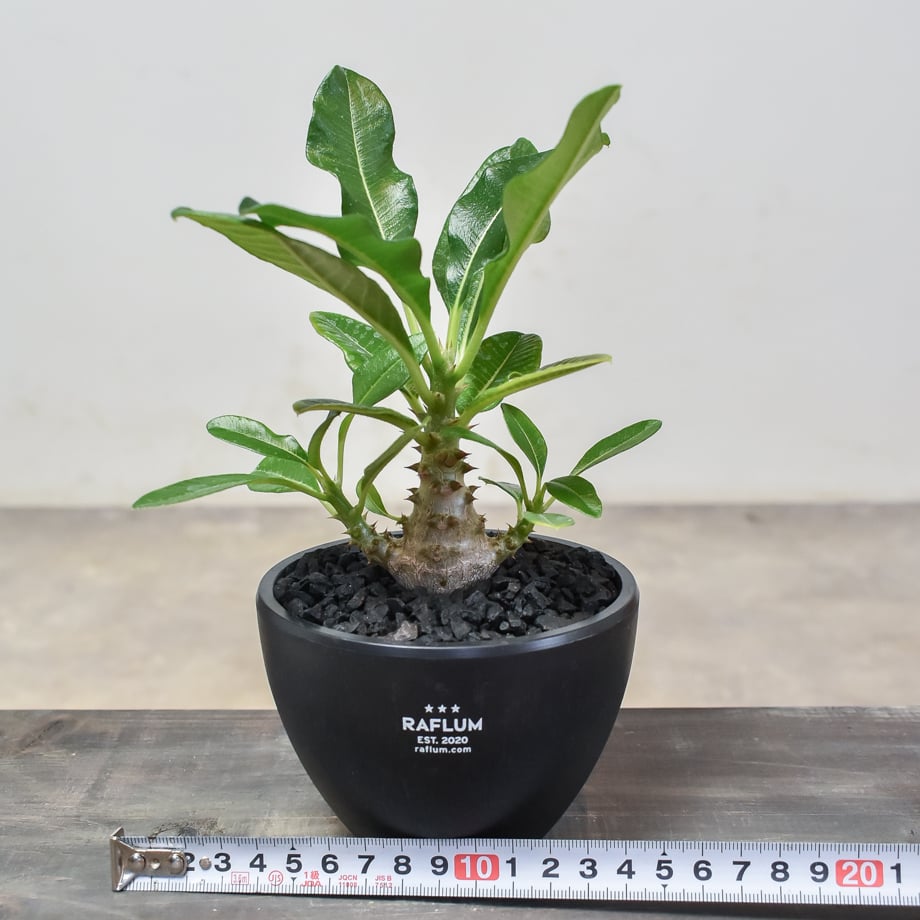 パキポディウム ウィンゾリー 【実生】RF231892(T) | RAFLUM