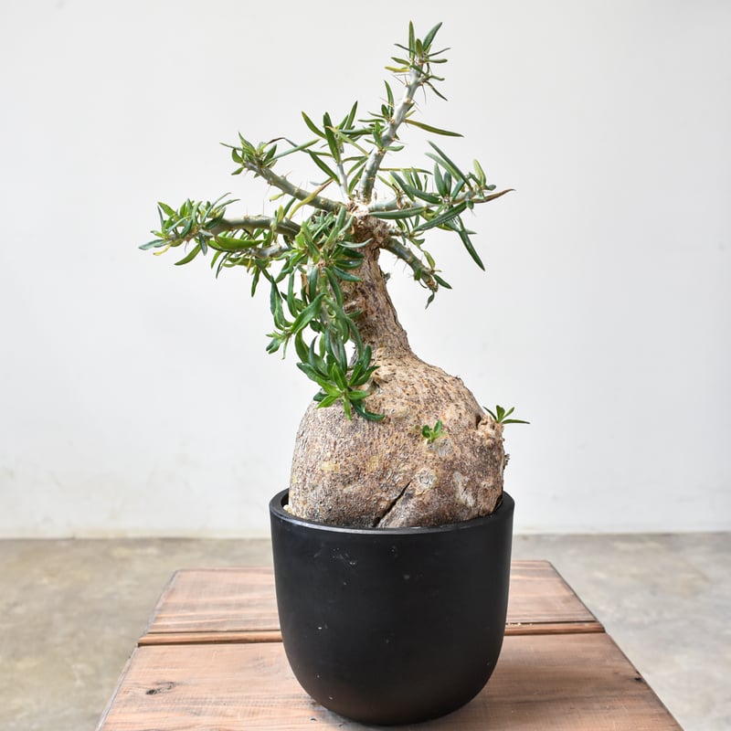 パキポディウム ビスピノーサム 【現地球/発根済み】HK2401316