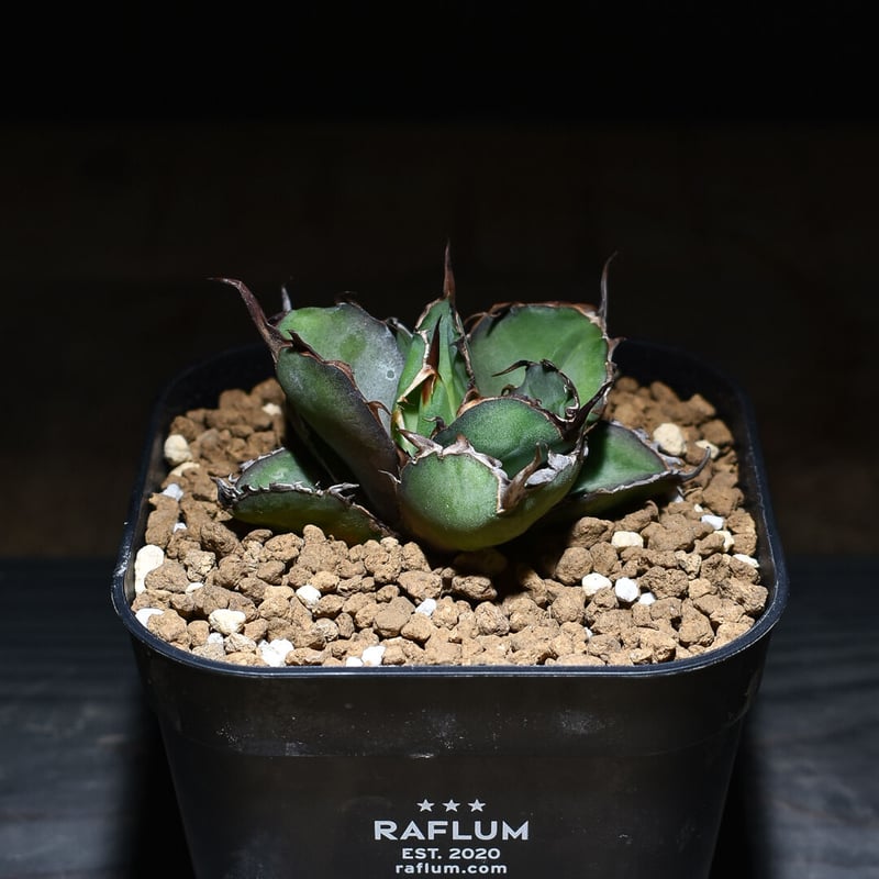 最後の株 レア 限定品】チタノタ『◤悪魔BB◢ブラックアンドブルー