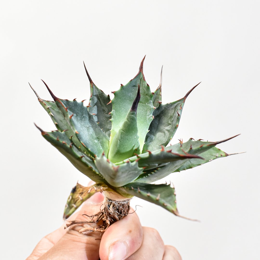 アガベ hybrid イシスメンシス×エボリスピナ/甲蟹X妖炎 【台湾 dragon