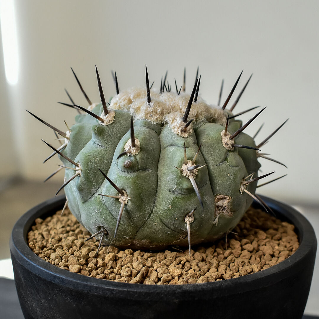 ナ*ュ様 黒王丸 コピアポア シネレア Copiapoa cinerea コピアポア