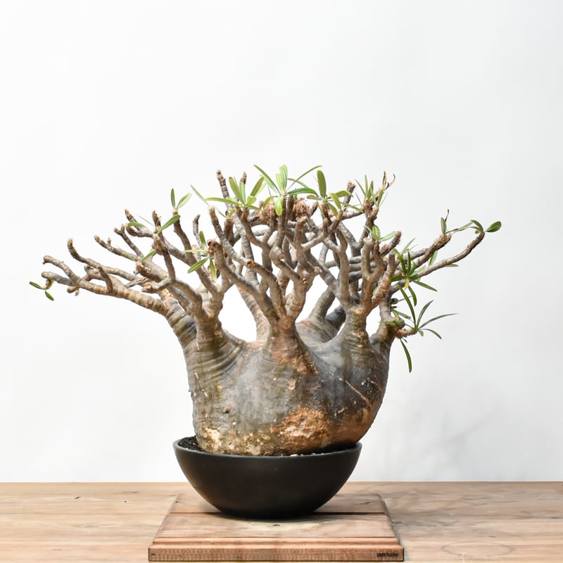 RAFLUMコレクション】パキポディウム グラキリス 