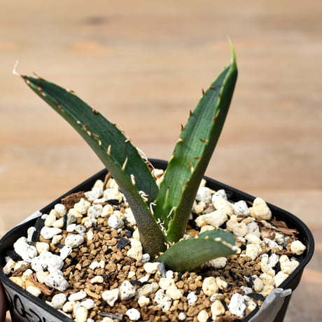 CATEGORY アガベ チタノタ チーター/猟豹 | RAFLUM / ラフラム｜東京