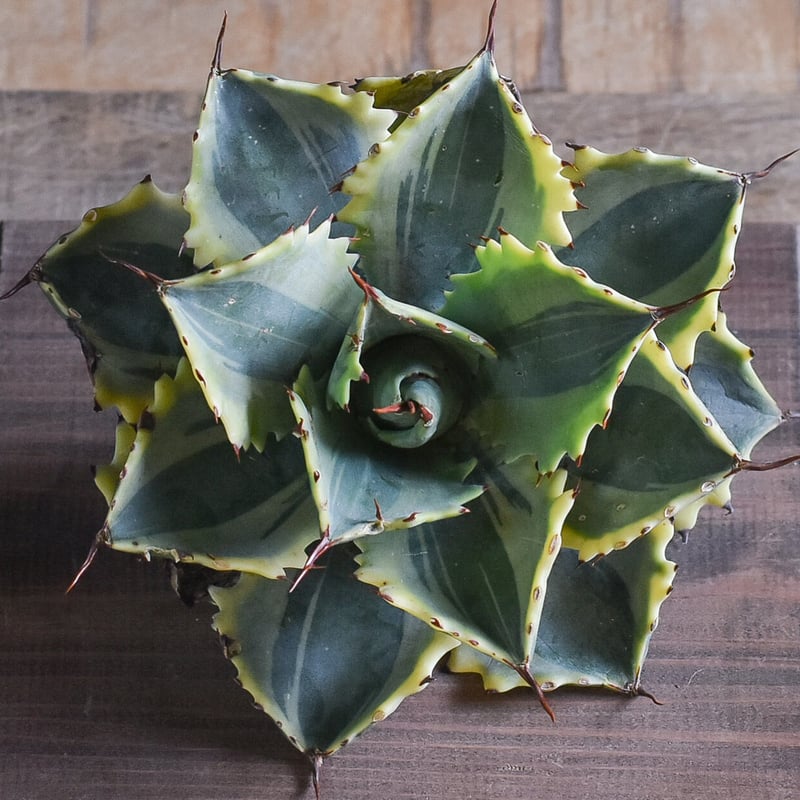 アガベ 怒雷神 錦（抜き苗販売）【ワイドリーフに斑入りの葉がとても