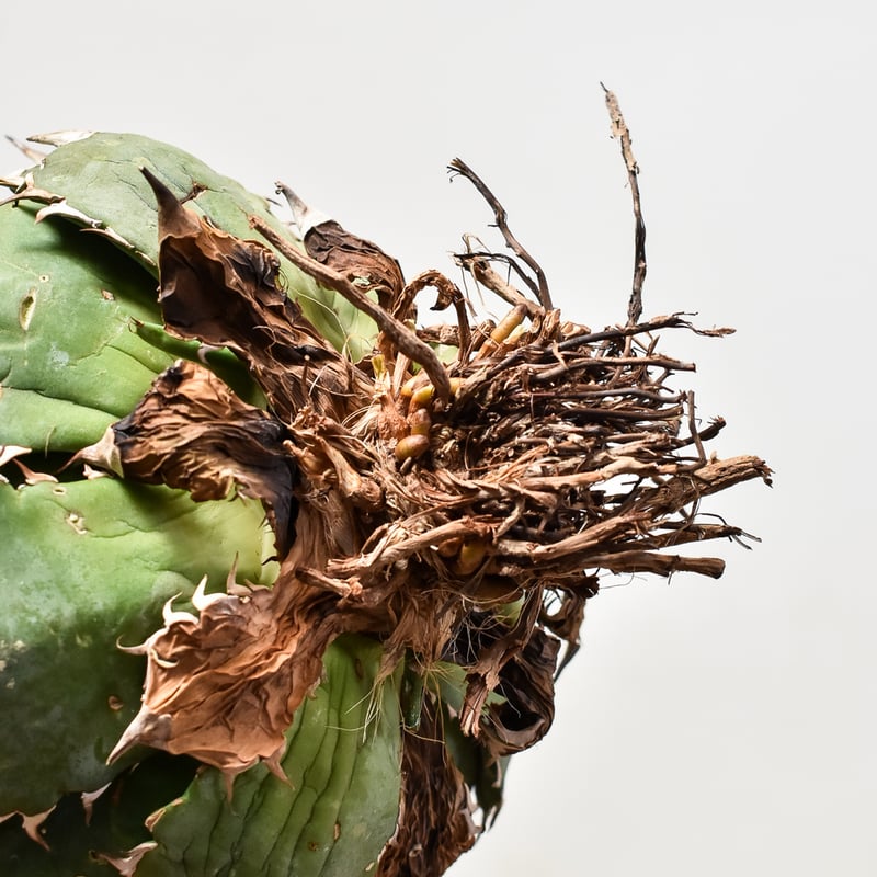 アガベ チタノタ オテロイ 