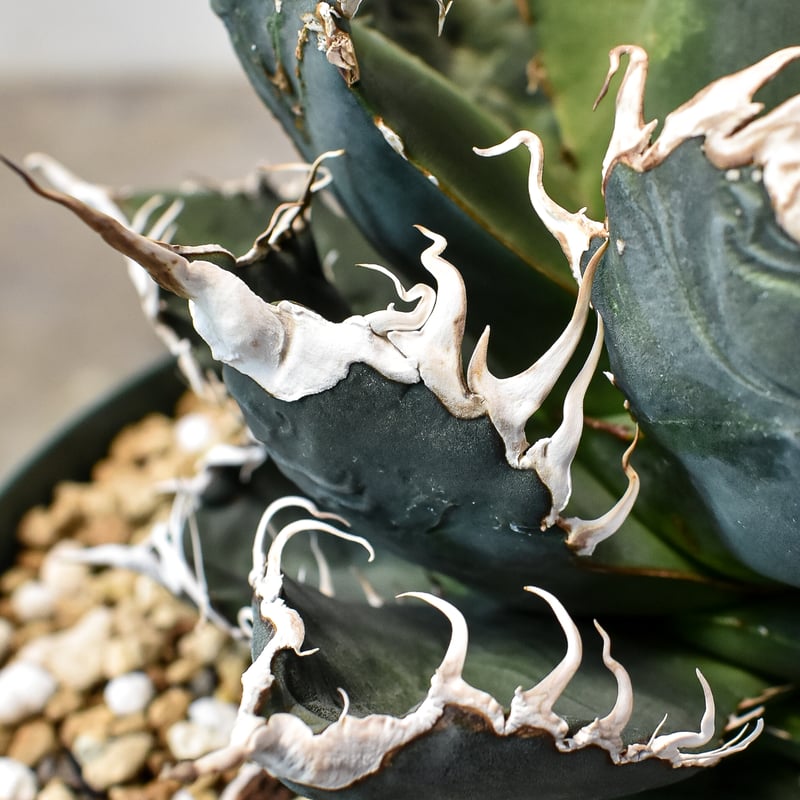 RAFLUMコレクション】アガベ チタノタ 