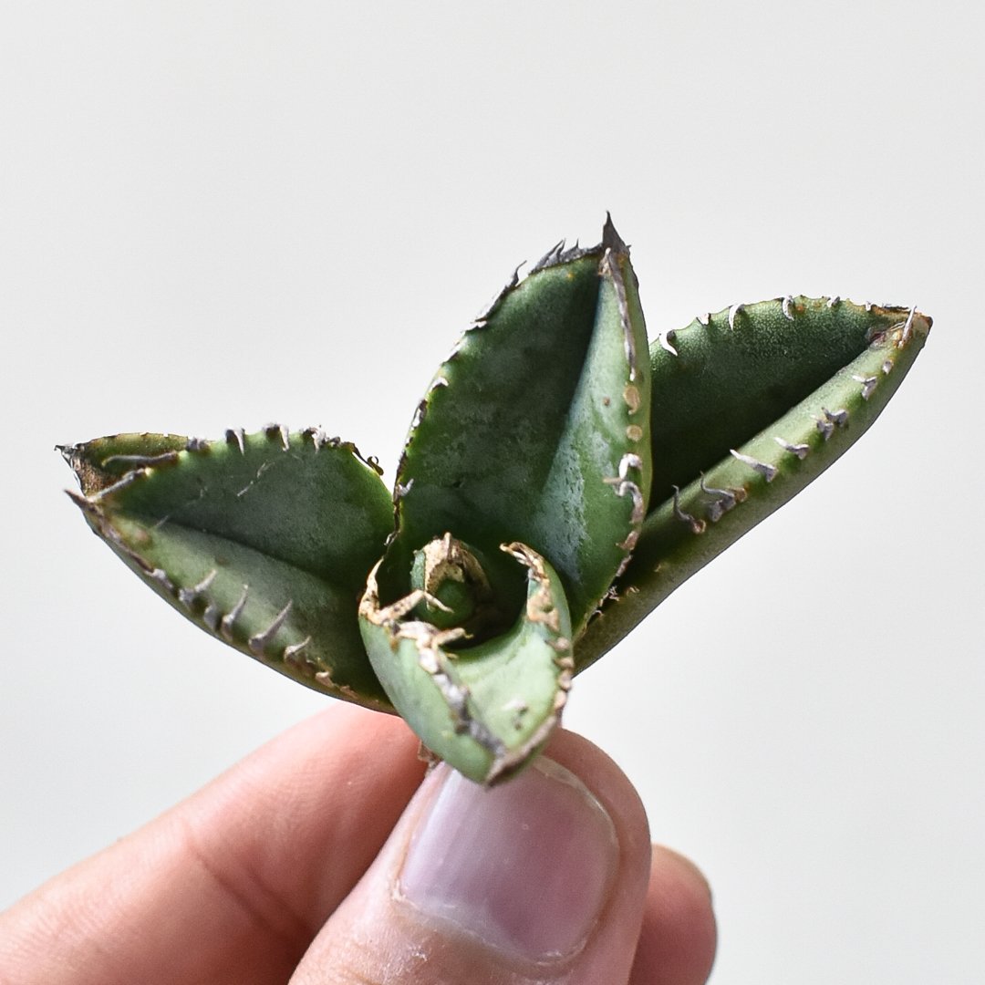 RAFLUM特選】アガベ チタノタ 麻花龍 【台湾 berlin産/子株/抜き苗】B