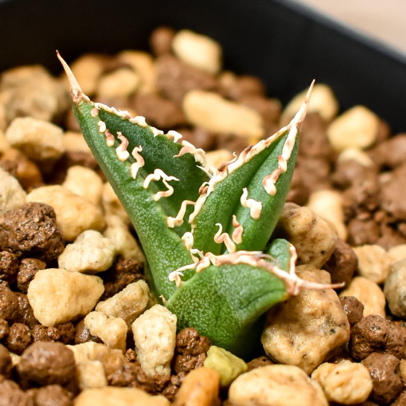 アガベ チタノタ ホオジロザメ 