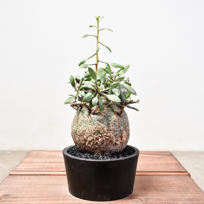 フォークイエリア コルムナリス 