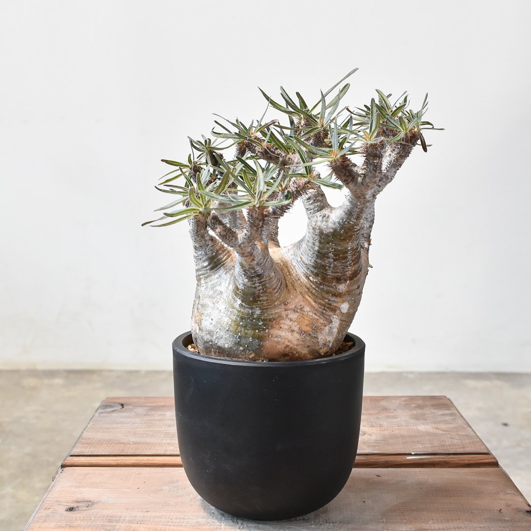 パキポディウム グラキリス 【現地球/発根済み】E HK2402384(T) | RAFLU