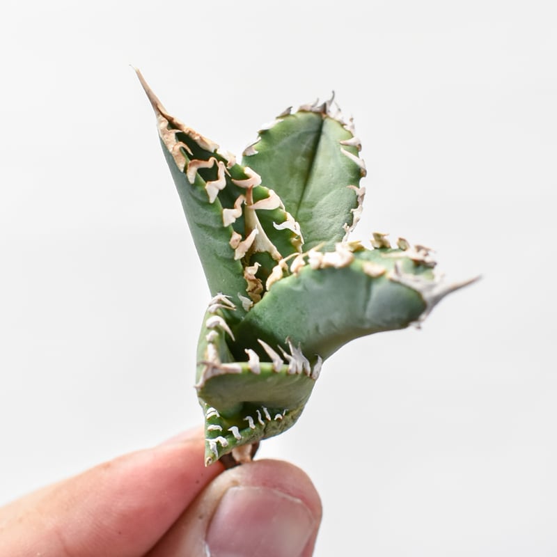 アガベ チタノタ ゴジラ 