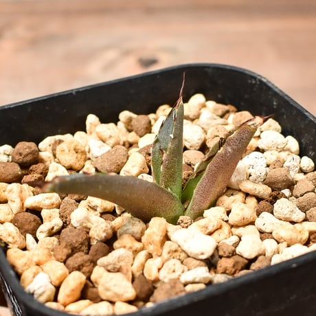 アガベシエラミクスティカ | STORES