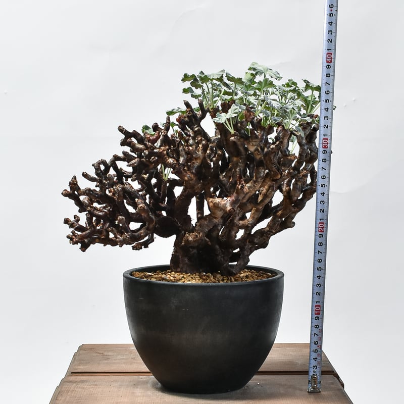 ペラルゴニウム ミラビレ 大株【発根済み】HK2402635 | RAFLUM