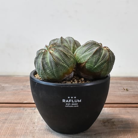 木質化オベサ | STORES