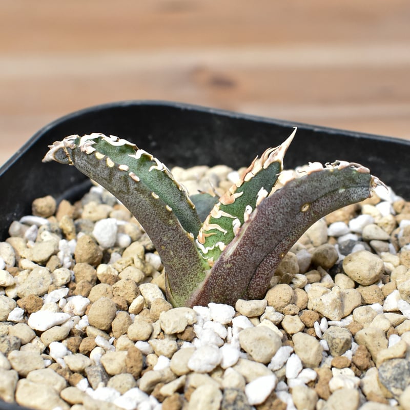 アガベ チタノタ ゴジラ 