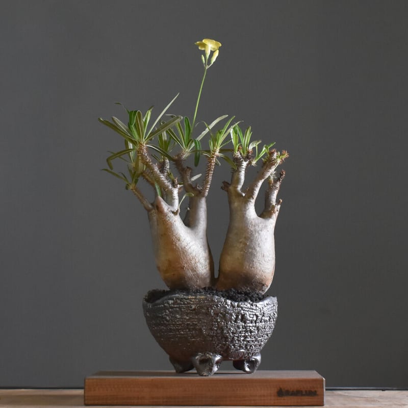 パキポディウム グラキリス 二頭【イチ押し！パキポディウム系の人気者