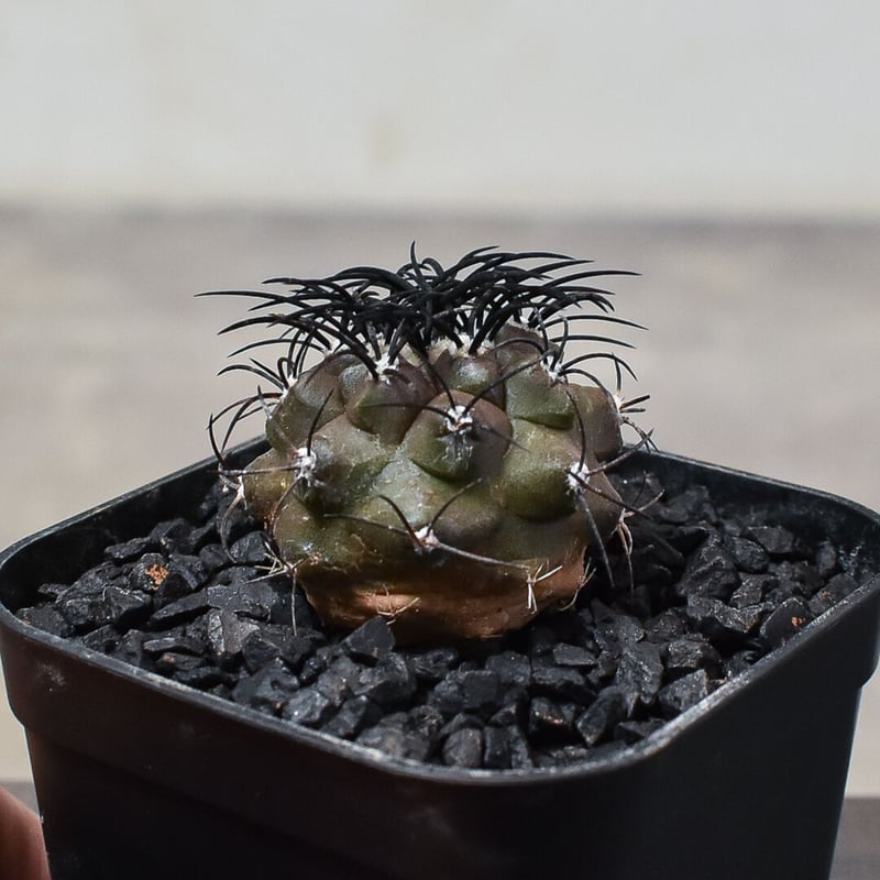 コピアポア グリセオビオラセア 