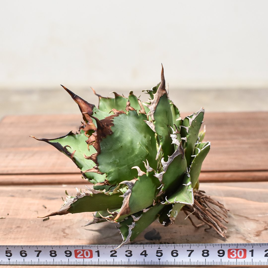 アガベ チタノタ チーター 