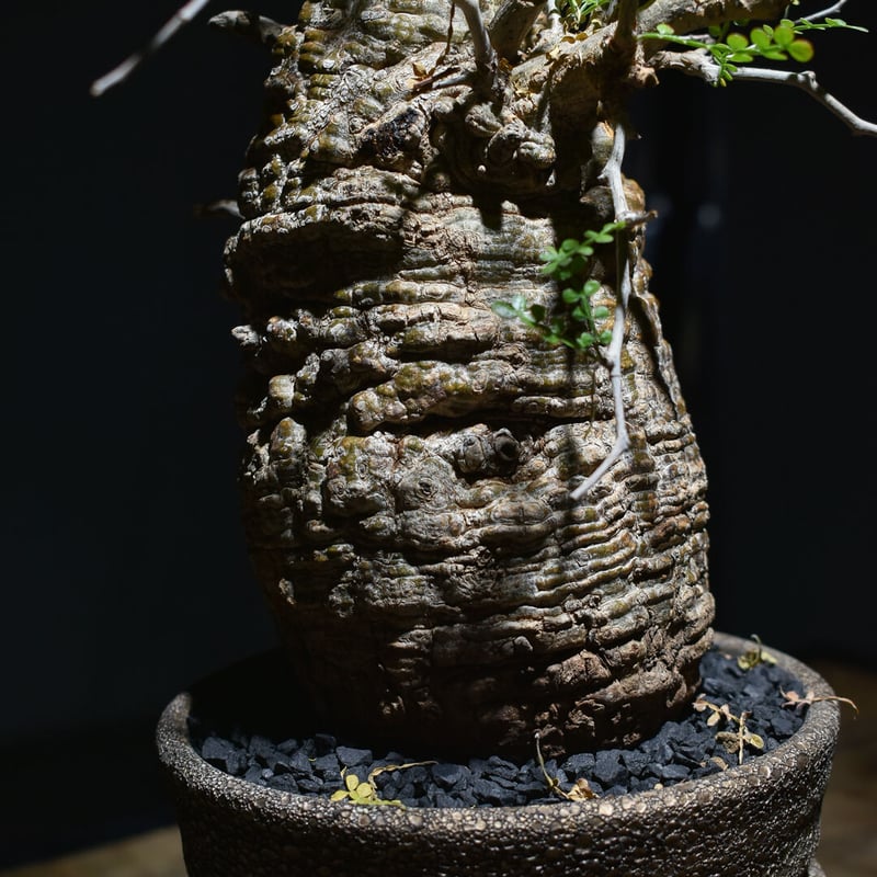 オペルクリカリア パキプス 代表Decoコレクション株（発根済み