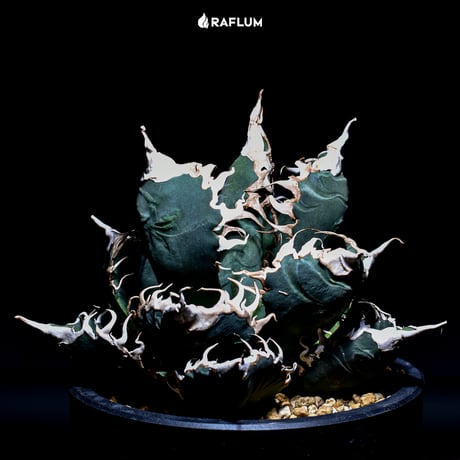 アガベチタノタ悪魔くん | STORES