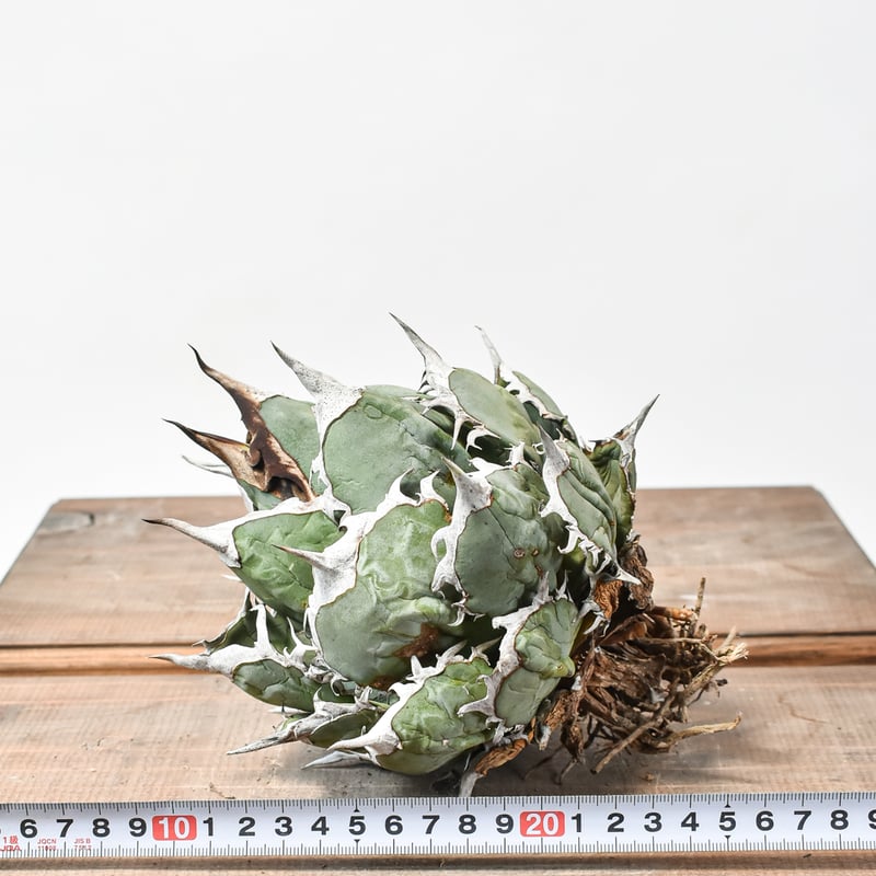 国内実生最高峰】アガベ オテロイ 