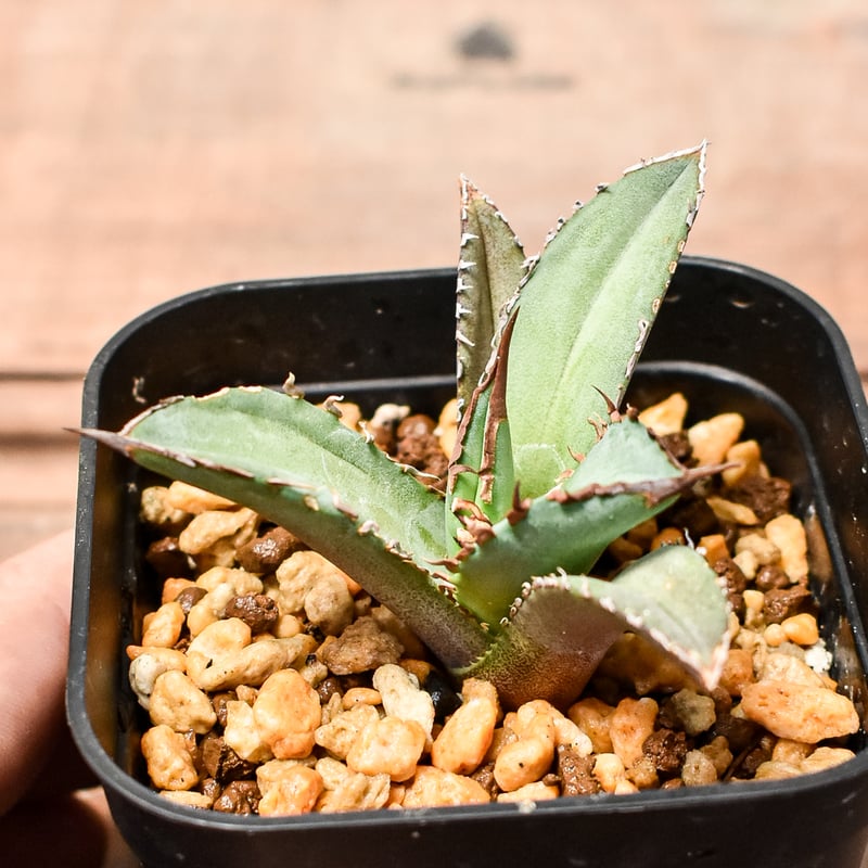 アガベ チタノタ DENNIS040 