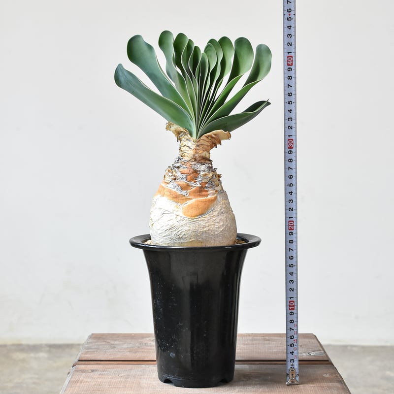 ブーファン ハエマンソイデス 【発根済み】HK2402555(T) | RAFLUM