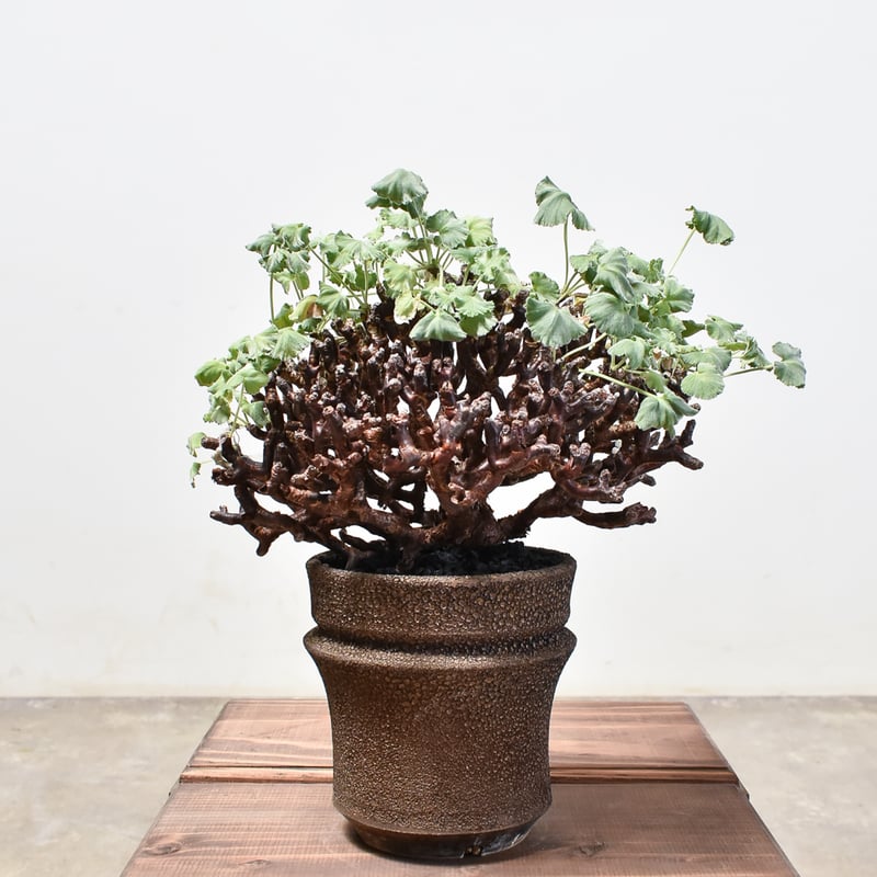 ペラルゴニウム ミラビレ 大株【発根済み】RF231716 | RAFLUM