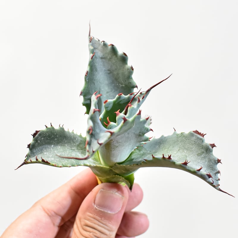 アガベ hybrid パラサナ×特選イシスメンシス/賴光X甲蟹特選 【台湾