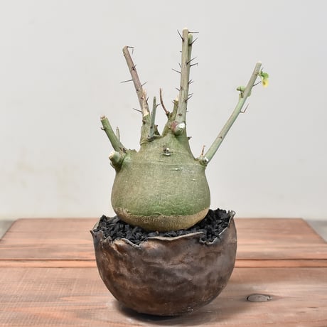 CATEGORY スピノーサ | RAFLUM / ラフラム｜東京、大阪の塊根植物