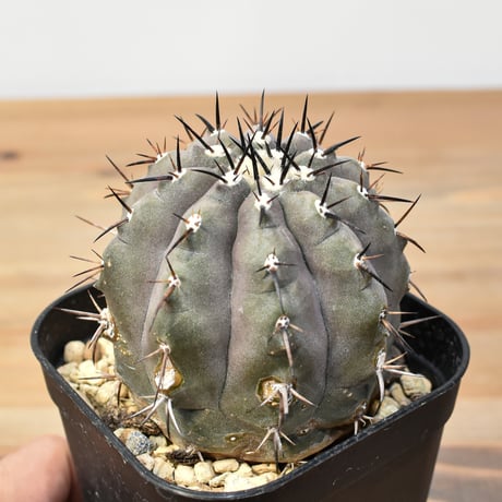 CATEGORY 黒王丸 | RAFLUM / ラフラム｜東京、大阪の塊根植物