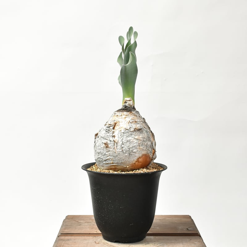 ブーファン ハエマンソイデス 