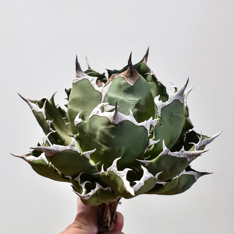 アガベ チタノタ ドワーフ / 姫厳竜 