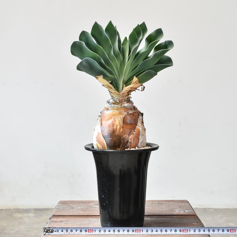 ブーファン ハエマンソイデス 【発根済み】HK2402556 | RAFLUM