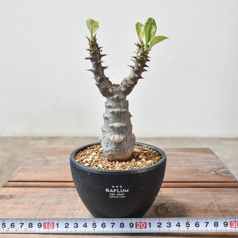 パキポディウム ウィンゾリー 【実生】GM2402214 | RAFLUM / ラフラム