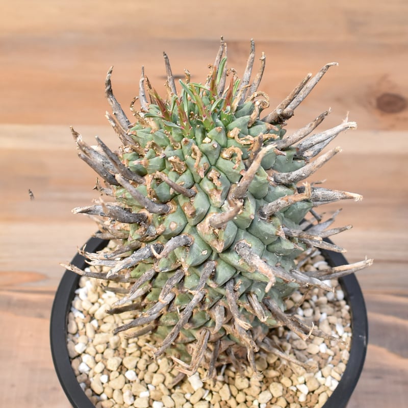 ユーフォルビア スコエンランディ 