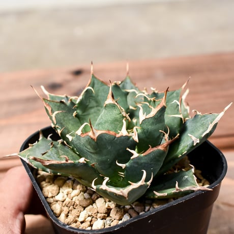 CATEGORY アガベ チタノタ クレイジー | RAFLUM / ラフラム｜東京