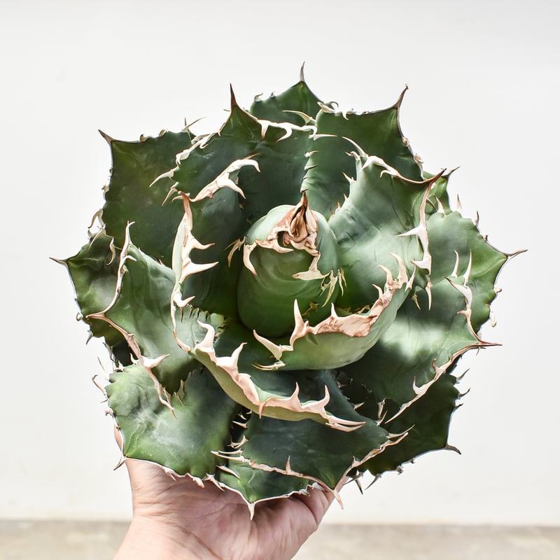 アガベ チタノタ オテロイ 