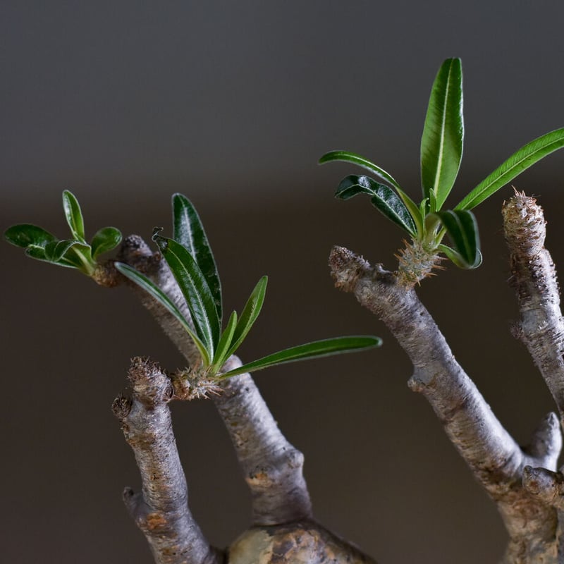 パキポディウム グラキリス二頭【イチ押し！パキポディウム系の人気者