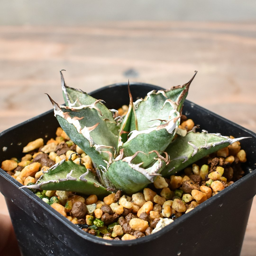 アガベ チタノタ シーザー / 凱撒【RAFLUM産/発根済み/子株】RF231947