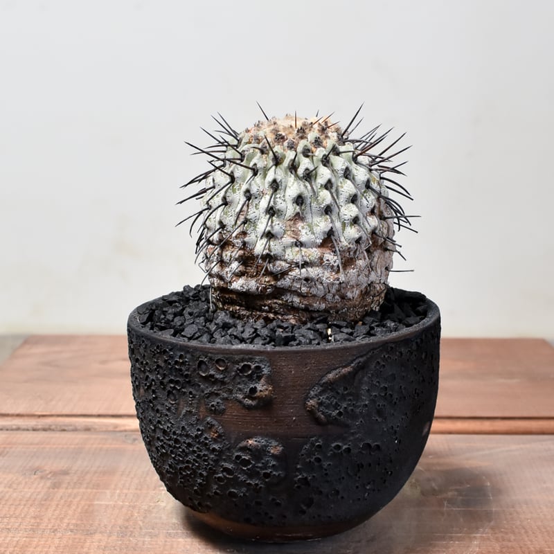 RAFLUMコレクション】コピアポア コルムナアルバ 