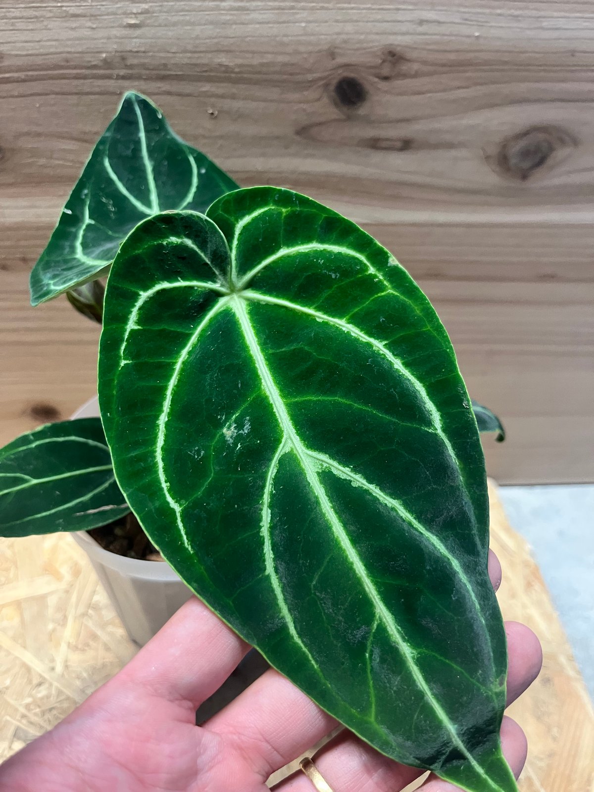 アンスリウム レガレ ダークフォーム | GREEN LUCK