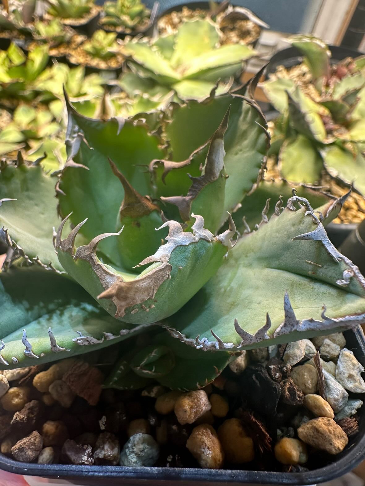 アガベ チタノタ クラウン 皇冠 | GREEN LUCK