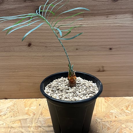 サイカスカイルンシアナ | STORES