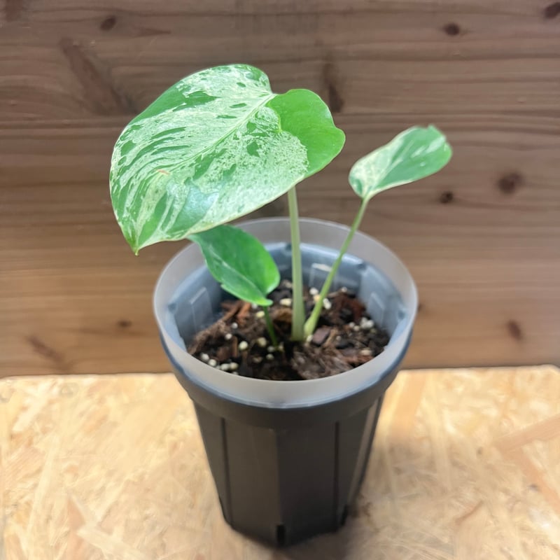 モンステラ デリシオーサ 'バルバソー' | GREEN LUCK