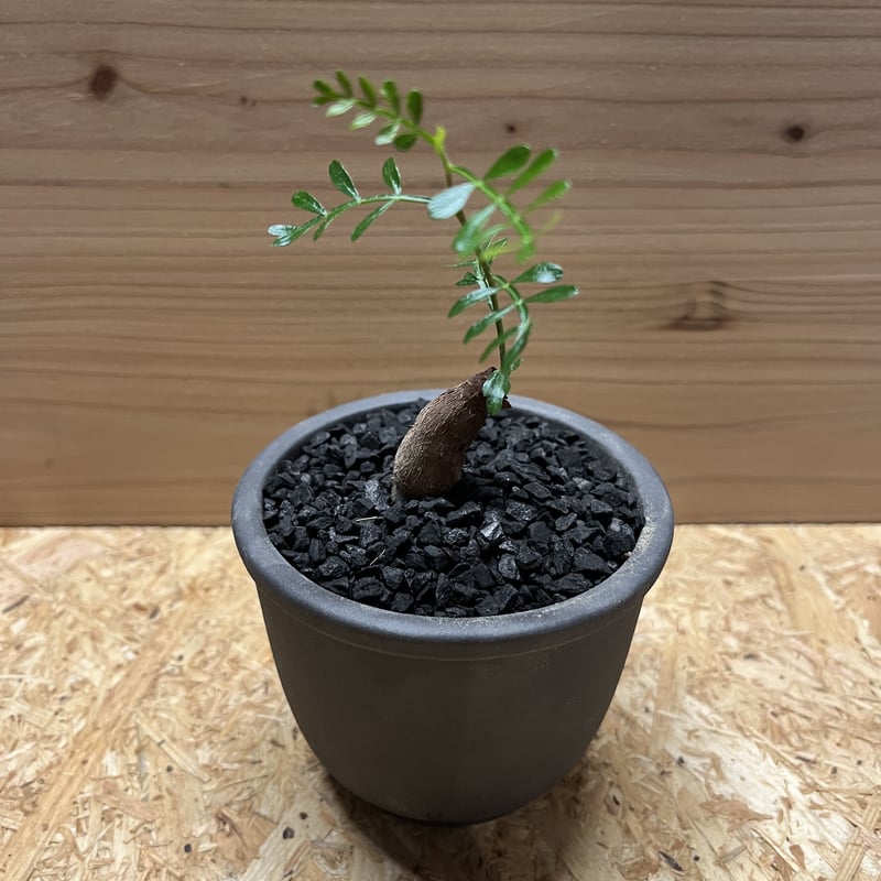 オペルクリカリア パキプス根挿し×伝市鉢 | GREEN LUCK