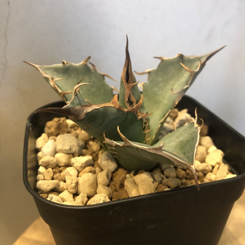 アガベ チタノタ オアハカ 輸入株 | GREEN LUCK