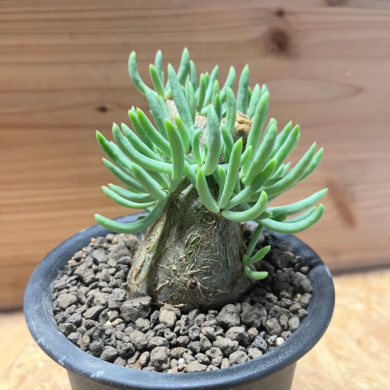 チレコドン ペアルソニー | GREEN LUCK