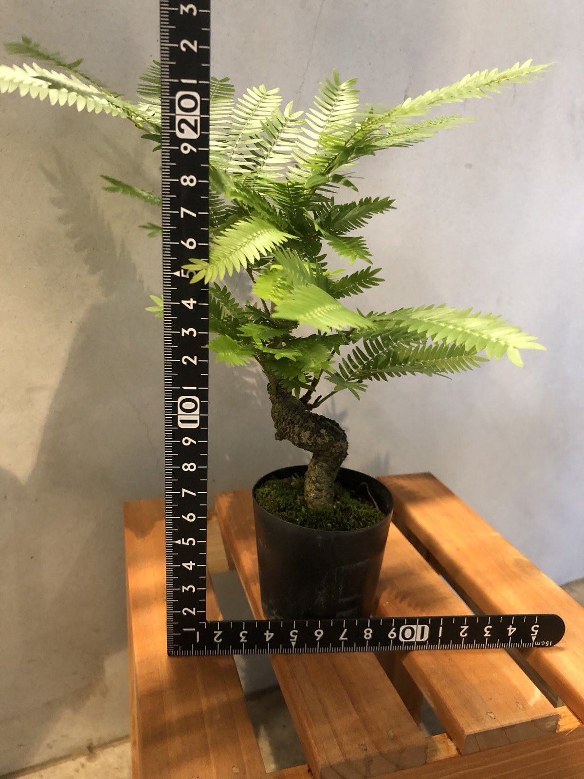 エバーフレッシュ 盆栽仕立て | GREEN LUCK