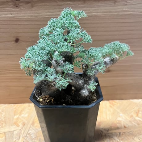 ムルチフィズム | STORES